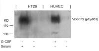 VEGF Receptor 2 (phospho Tyr951) antibody