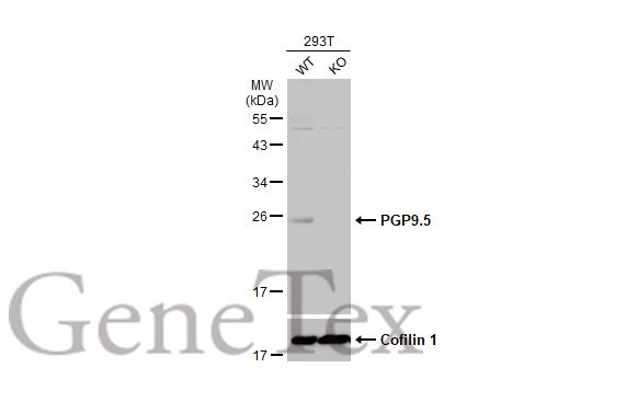 PGP9.5 antibody [GT448]产品图