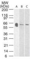 5-HT3A receptor antibody