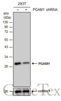 PGAM1 antibody [GT256]
