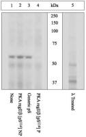 PKA 2 beta (phospho Ser114) antibody