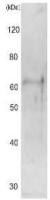 Cut15 (S. pombe) antibody