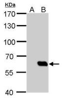 HA tag antibody [GT134]