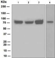 Hec1 antibody [EPR5342]