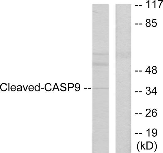 Caspase 9 (cleaved Asp330) antibody