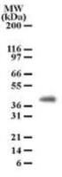 PGRP1B antibody [186C426]