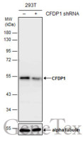 CFDP1 antibody [GT11811]