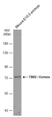 TBR2 / Eomes antibody
