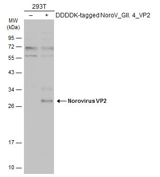 Norovirus VP2 antibody