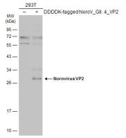Norovirus VP2 antibody