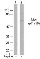 c-Myc (phospho Thr58) antibody