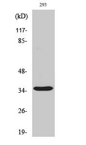 Caspase 9 (cleaved Asp315) antibody