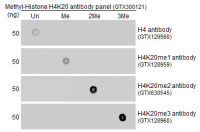 Histone H4K20me2 (dimethyl Lys20) antibody [GT1851]