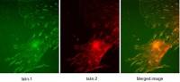 Talin-1 antibody [97H6]