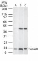 TWEAKR antibody