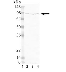 Hsp90 antibody [2D12]