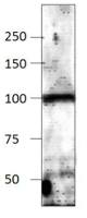 ADCY9 antibody
