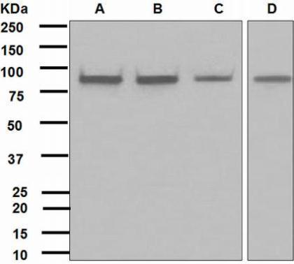IKK alpha antibody [EPR464]