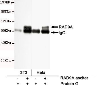 RAD9A antibody [3A3-A7-F8]