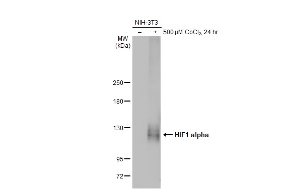 HIF1 alpha antibody [GT122]