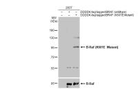 B-Raf (K601E Mutant) antibody