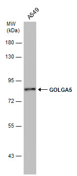 GOLGA5 antibody [GT2726]