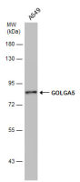 GOLGA5 antibody [GT2726]
