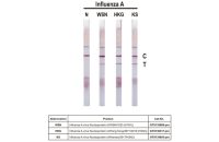 Influenza A virus Nucleoprotein antibody [HL1103]