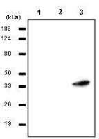 RASSF1A antibody [3F3]