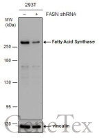 Fatty Acid Synthase antibody [GT5210]