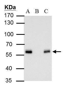 DDDDK tag antibody [GT1423]