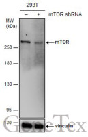 mTOR antibody [GT778]