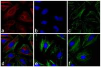 Goat Anti-Mouse IgG antibody (DyLight633)