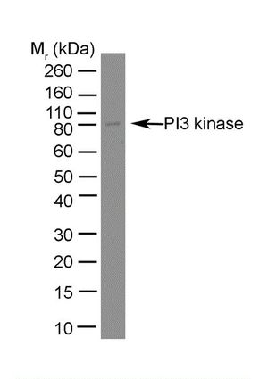 PI3 kinase p85 alpha antibody [U5]