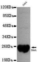 DsbA antibody [1A2-D4-G10]