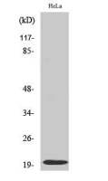 Caspase 5 (cleaved Asp121) antibody