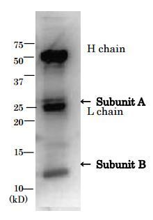 E. coli LT toxin antibody