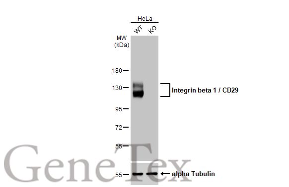 Integrin beta 1 / CD29 antibody [HL1255]