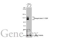 Integrin beta 1 / CD29 antibody [HL1255]