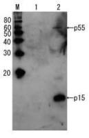 HIV1 p15 antibody
