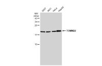 TOMM22 antibody