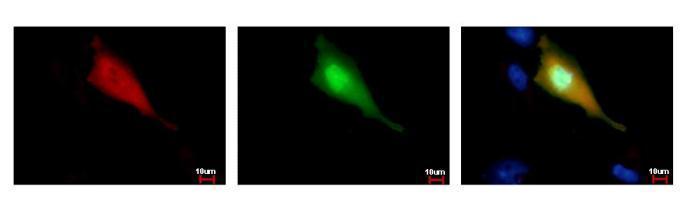 Strep epitope Tag antibody [GT661]