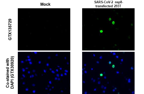 SARS-CoV-2 (COVID-19) nsp8 antibody