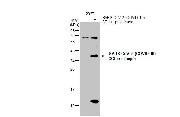 SARS-CoV-2 (COVID-19) 3CLpro (nsp5) antibody
