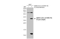 SARS-CoV-2 (COVID-19) 3CLpro (nsp5) antibody