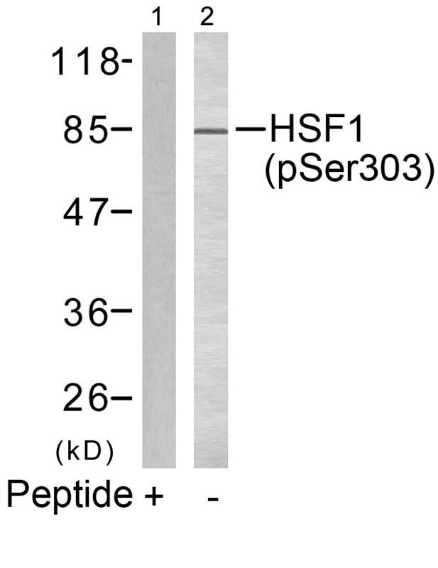 HSF1 (phospho Ser303) antibody