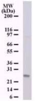 NKIRAS1 antibody [184C278]