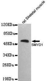 SMYD1 antibody [2E11-B6-C7]