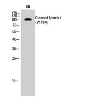 NOTCH1 (cleaved Val1754) antibody