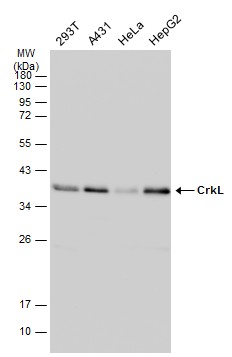CrkL antibody [GT466]